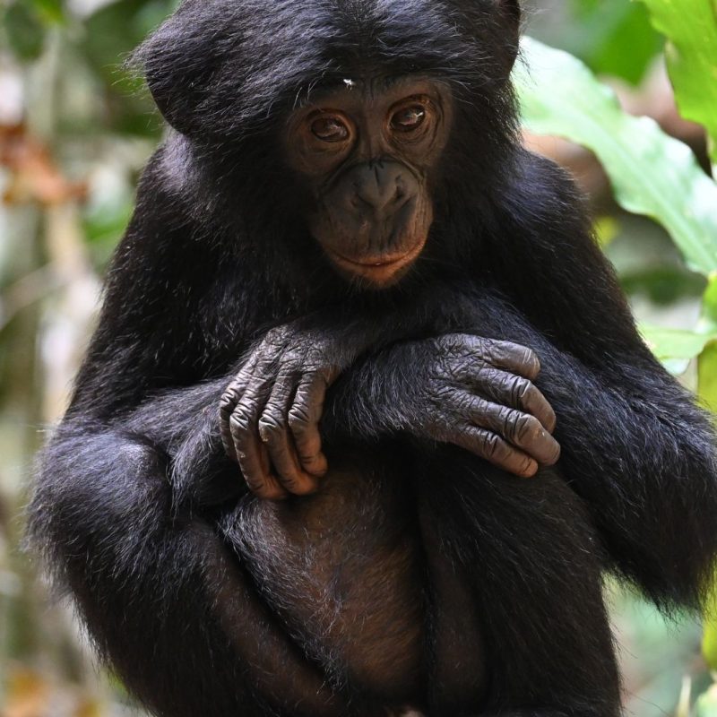 Monkey